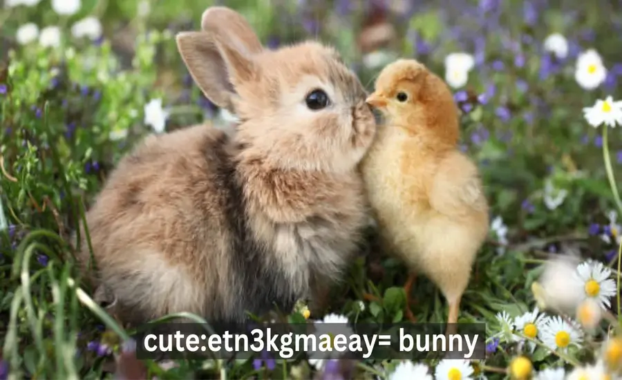 Cuteetn3kgmaeay= bunny A Comprehensive Guide